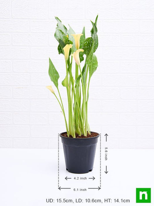 calla lily (any color) - plant