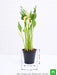 calla lily (yellow) - plant