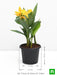 canna (yellow flower with green leaves) - plant