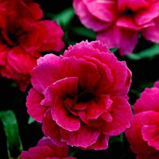carnation (dark pink) - plant
