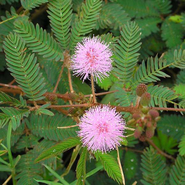 Buy me not Plant, Mimosa pudica - Plant online Nurserylive at lowest price.