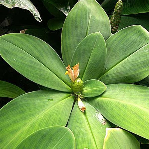 spiral ginger - plant