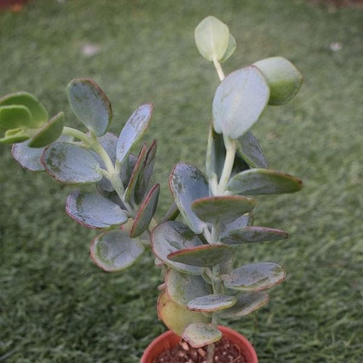 crassula arborescens - plant