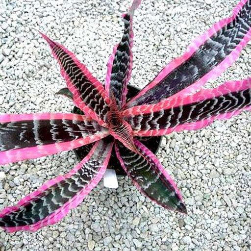 cryptanthus (elaine) earth star - plant
