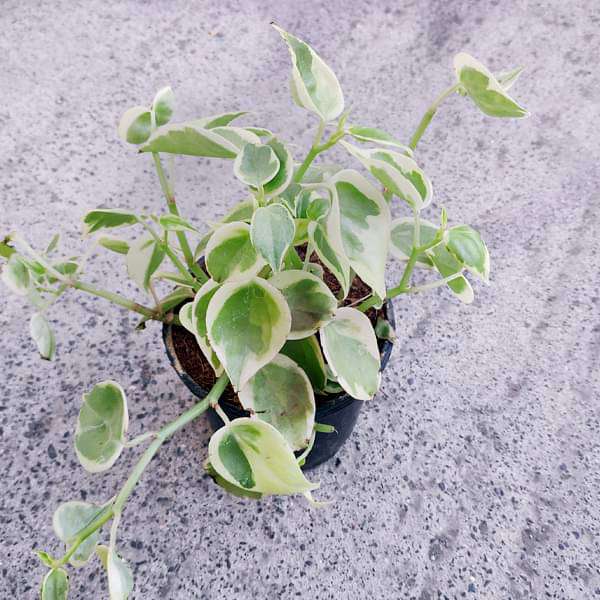 Peperomia scandens --Cupid Peperomia
