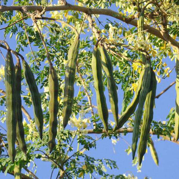 Buy Drumsticks, Moringa Oleifera - Plant online from Nurserylive