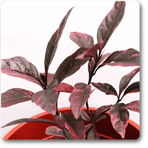 eranthemum purpureum - plant