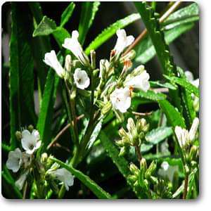 eriodictyon californicum - plant