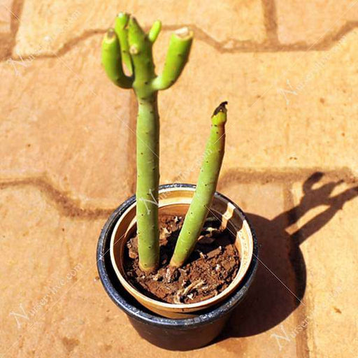 euphorbia alluaudii - plant