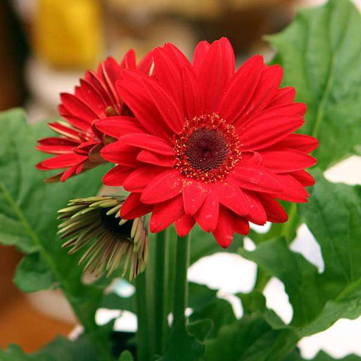 gerbera (red) - plant