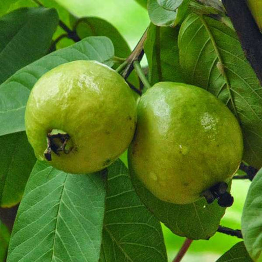 guava tree - plant