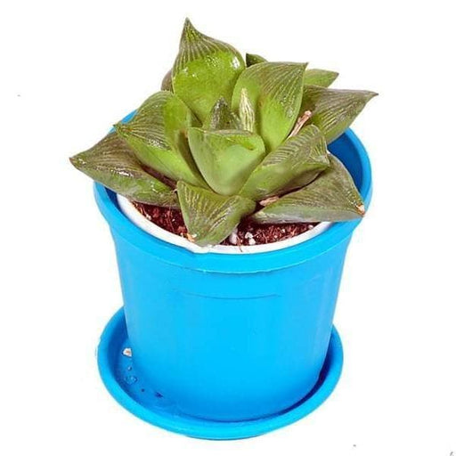 haworthia retusa - plant