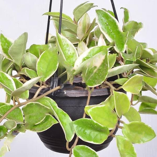 hoya carnosa variegated (hanging basket) - plant