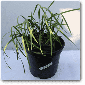 iphigenia - plant