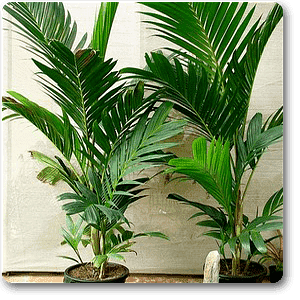 ivory cane palm - plant