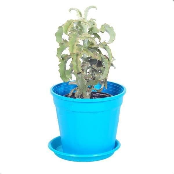 Buy Kalanchoe beharensis felt bush, Kalanchoe beharensis maltese cross