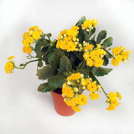 kalanchoe (yellow) - plant