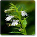 lobelia infata - plant