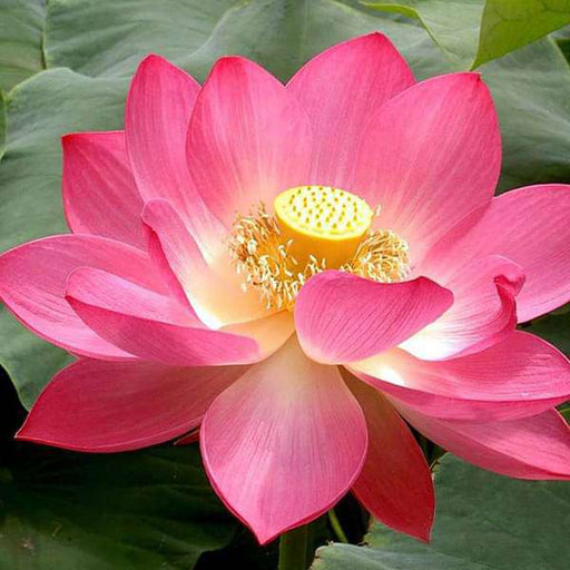 lotus - plant