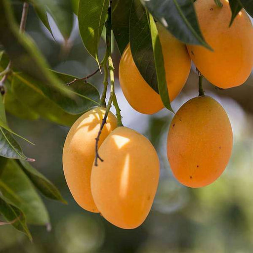 mango - plant