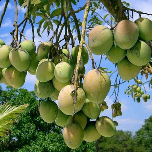 mango tree (sindhu - plant
