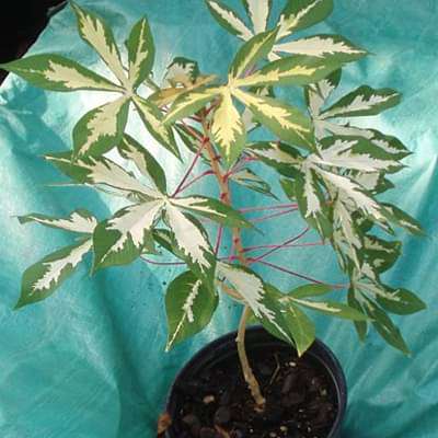 manihot esculanta variegata - plant