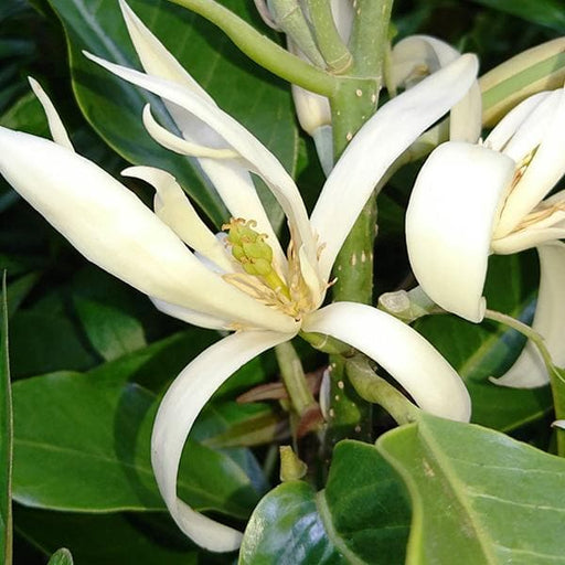 michelia champa son champa ( white ) - plant
