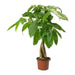 pachira money tree - plant