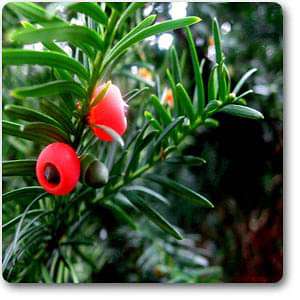 pacific yew - plant