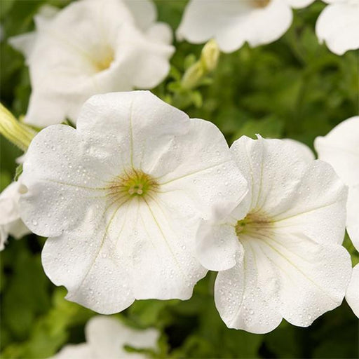 petunia (white) - plant