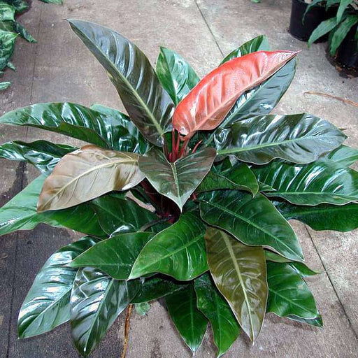 philodendron red - plant