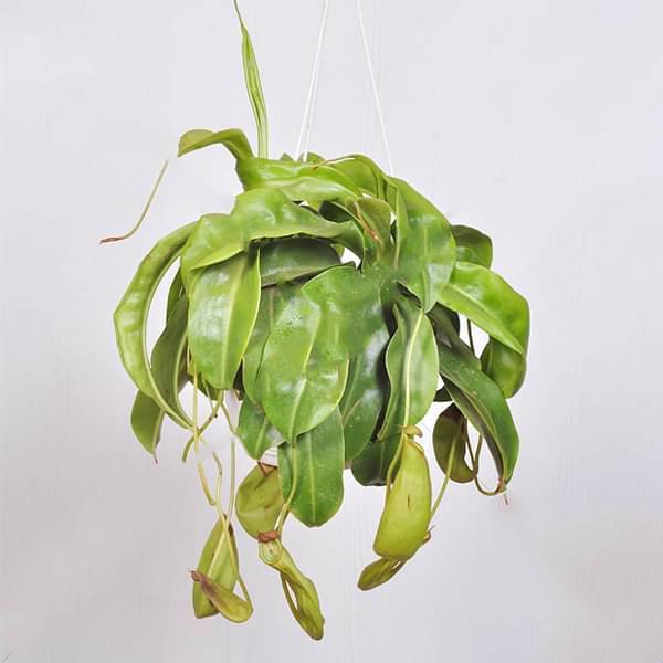 Kokedama - Nepenthes sanguinea