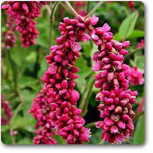  Polygonum Online