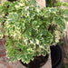 polyscias paniculata variegata - plant