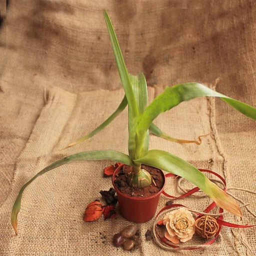 pregnant onion - plant