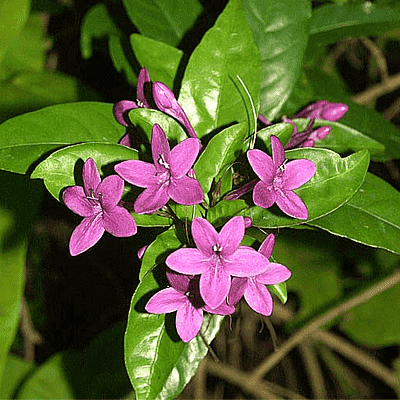 pseuderanthemum laxiflorum - plant