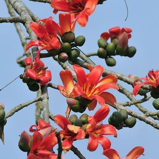 red silk cotton tree of jyehstha nakshatra - plant