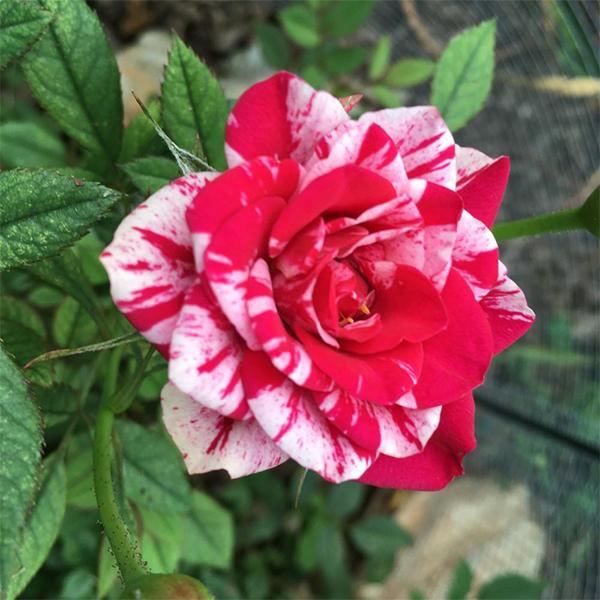 Buy Rose (Pink White) - Plant online from Nurserylive at lowest price.