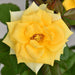 rose (yellow) - plant