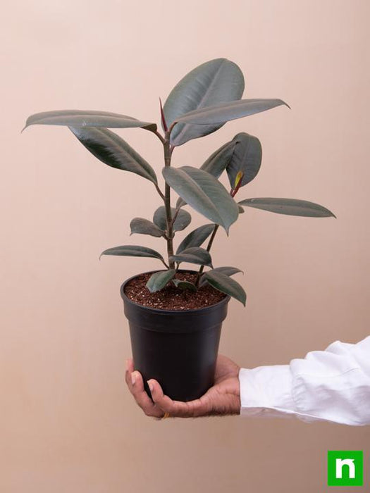 rubber tree - plant