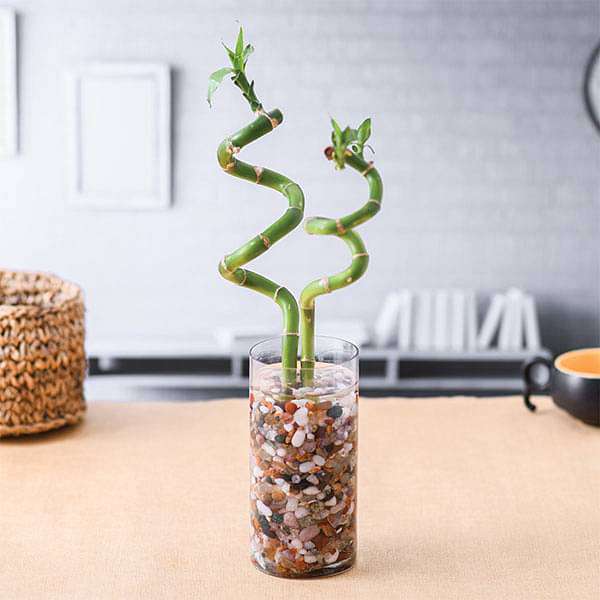 Buy Set of 2 Spiral Sticks Lucky Bamboo in a Cylindrical Glass