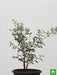 shami tree - plant