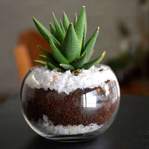 small haworthia spherical bowl (3in ht) - plant