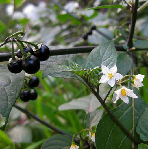 solanum nigrum - plant