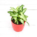 syngonium podophyllum mini pixie - plant