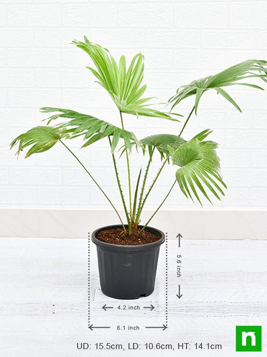 table palm - plant