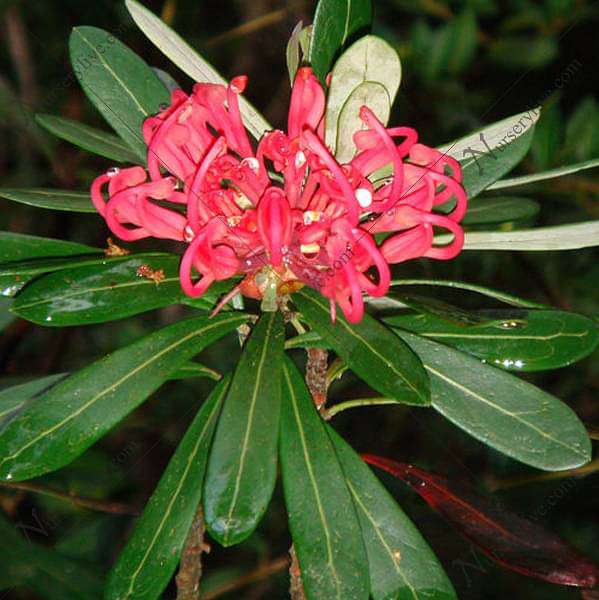 Buy Tasmanian Waratah, Telopea Truncata Plant online from Nurserylive