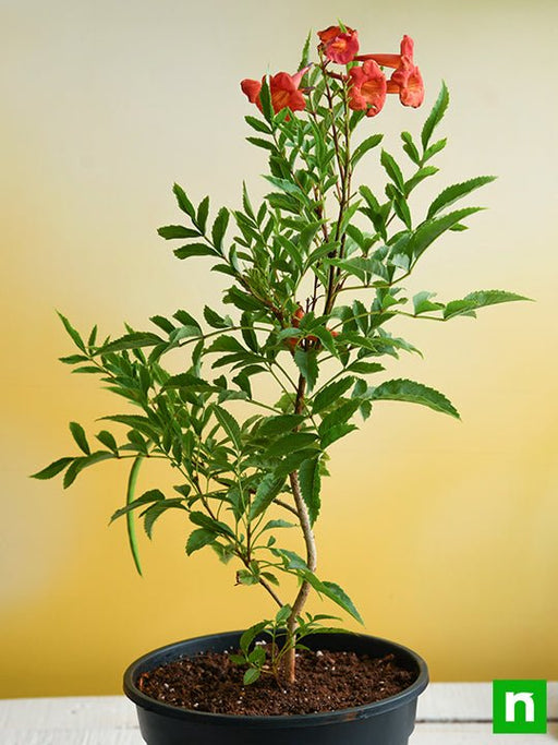 tecoma (shurb - plant