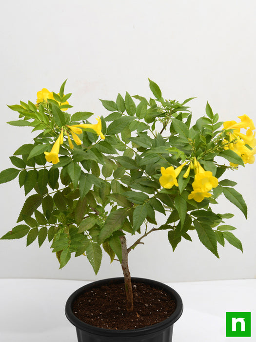 tecoma - plant
