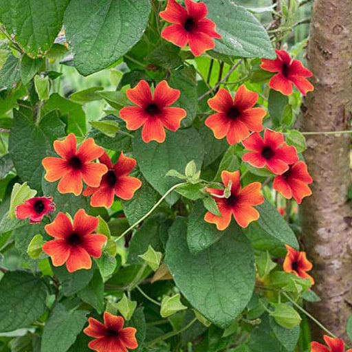 thunbergia (any color) - plant